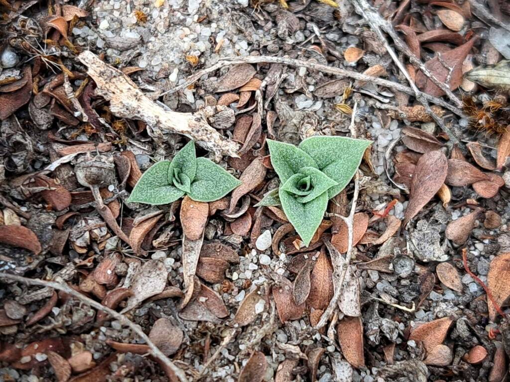 Pterostylis angusta (Narrow-hooded Shell Orchid) leaf rosette, Stirling Range National Park WA © Terry Dunham