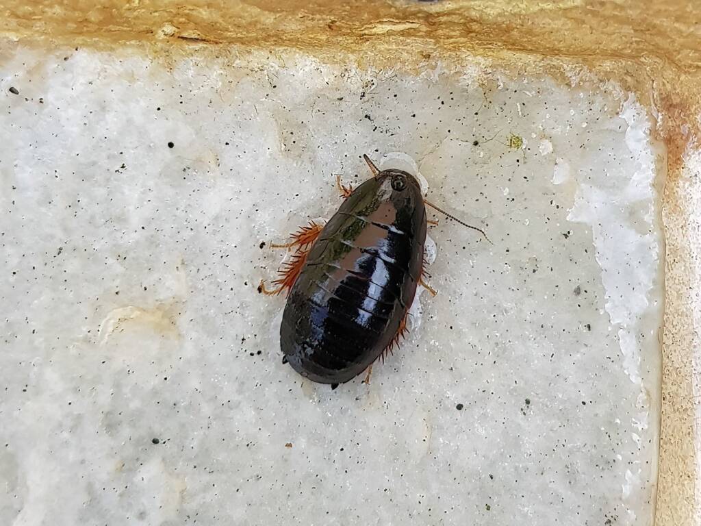 Pycnoscelus sp, Cockroach, Alice Springs NT