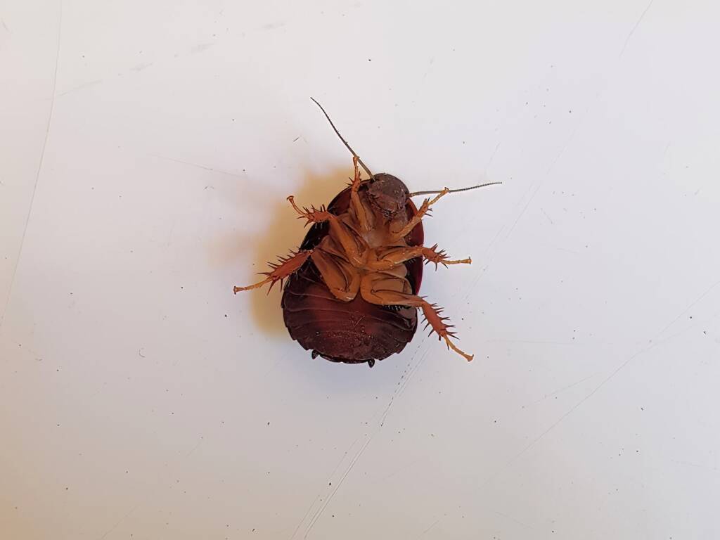 Pycnoscelus sp, Cockroach, Alice Springs NT