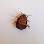Pycnoscelus sp, Cockroach, Alice Springs NT