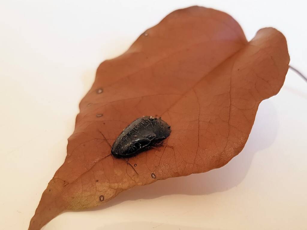 Pycnoscelus sp, Cockroach, Alice Springs NT