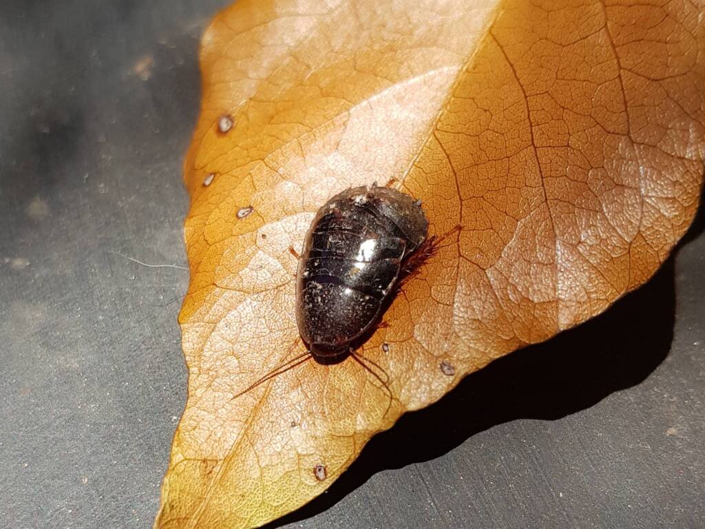 Pycnoscelus sp, Cockroach, Alice Springs NT