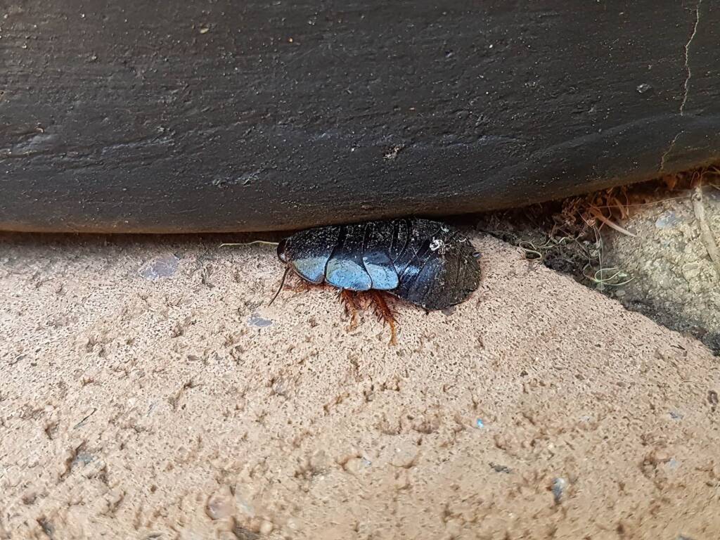 Pycnoscelus sp, Cockroach, Alice Springs NT
