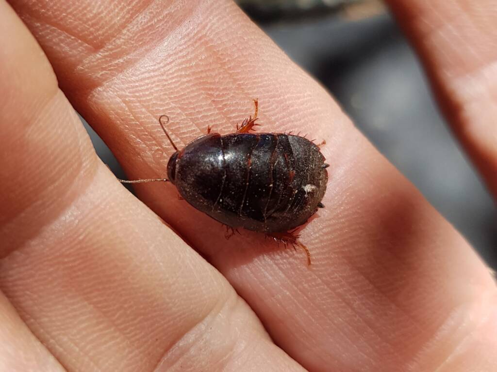 Pycnoscelus sp, Cockroach, Alice Springs NT