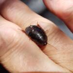 Pycnoscelus sp, Cockroach, Alice Springs NT