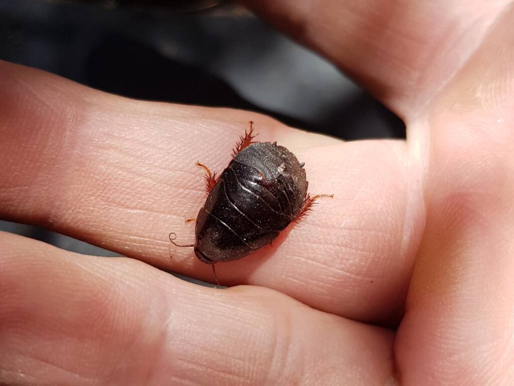 Pycnoscelus sp, Cockroach, Alice Springs NT