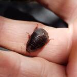 Pycnoscelus sp, Cockroach, Alice Springs NT