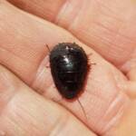 Pycnoscelus sp, Cockroach, Alice Springs NT