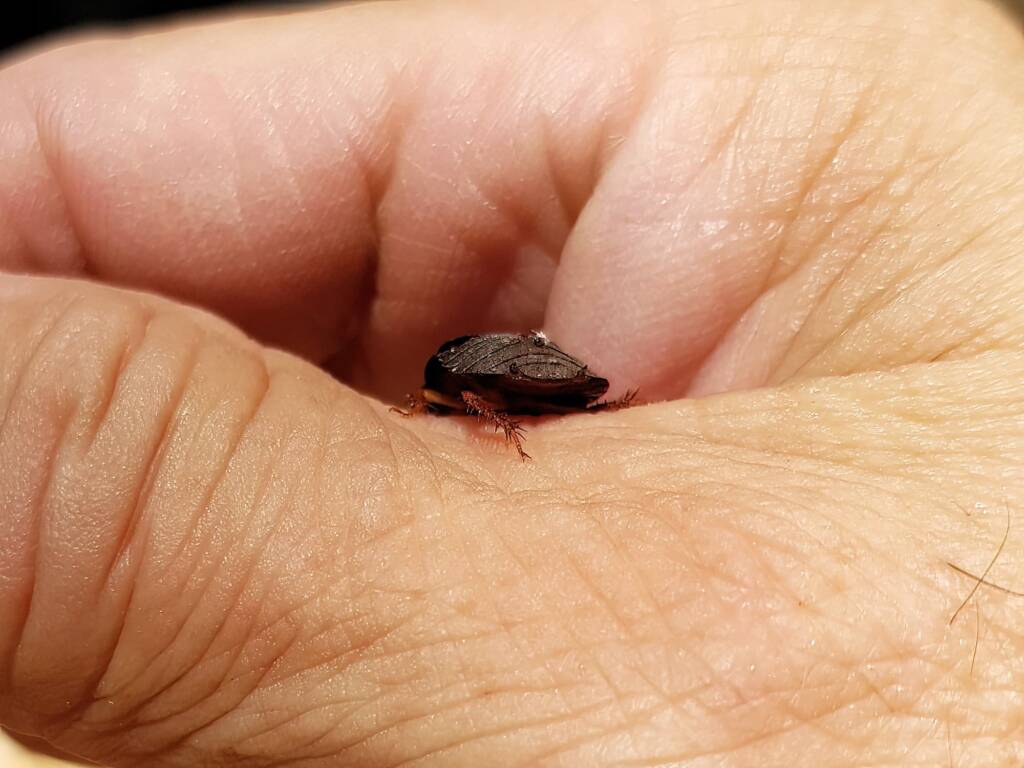 Pycnoscelus sp, Cockroach, Alice Springs NT