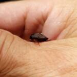 Pycnoscelus sp, Cockroach, Alice Springs NT