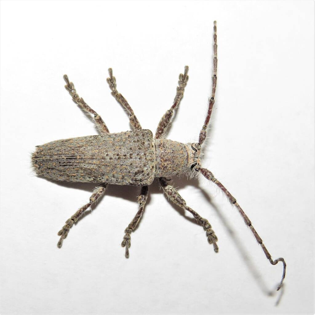 Rhytiphora neglecta (Flat-faced Longhorn Beetle), Wallaga Lake NSW © Deb Taylor