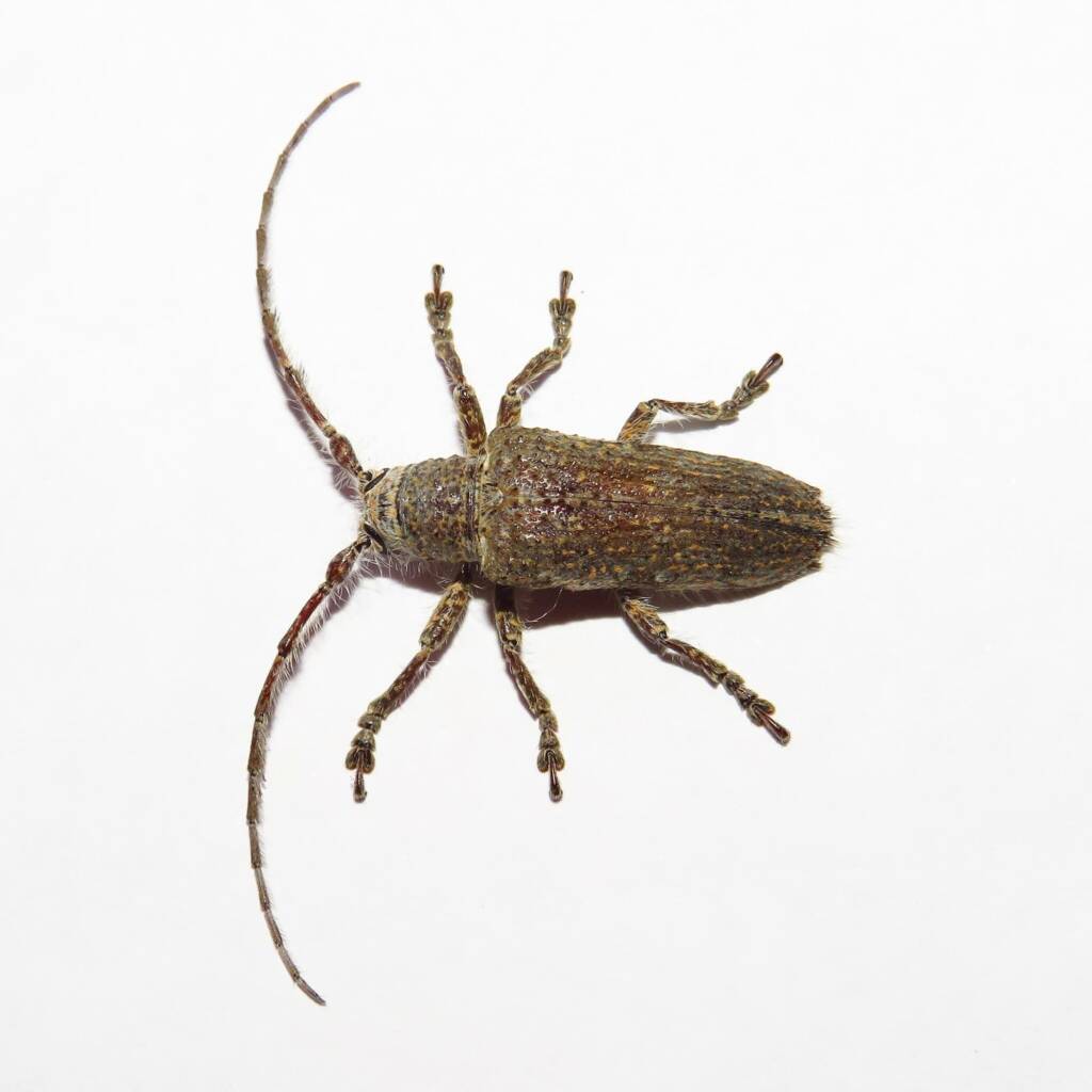 Rhytiphora neglecta (Flat-faced Longhorn Beetle), Wallaga Lake NSW © Deb Taylor
