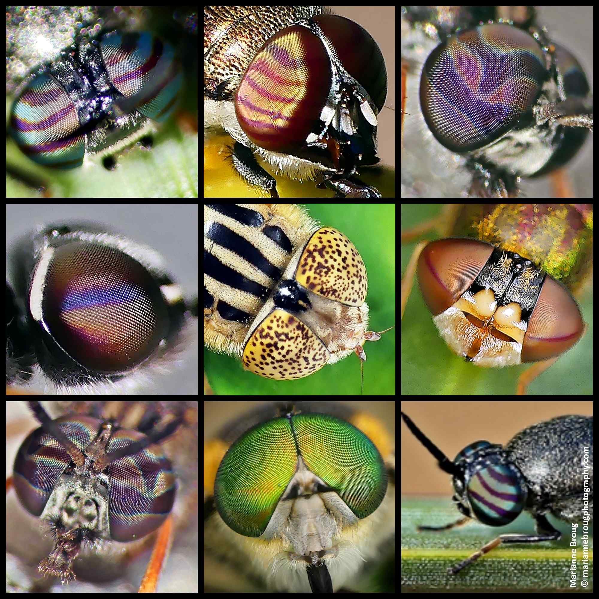 THE EYES OF FLIES!