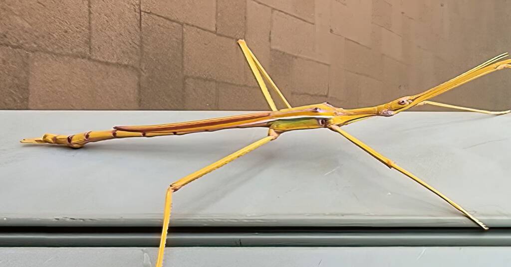Sjöstedt's Graceful Stick Insect (Tropidoderus gracilifemur), Alice Springs Desert Park NT