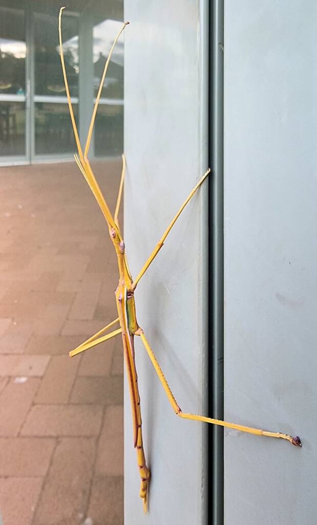 Sjöstedt's Graceful Stick Insect (Tropidoderus gracilifemur), Alice Springs Desert Park NT