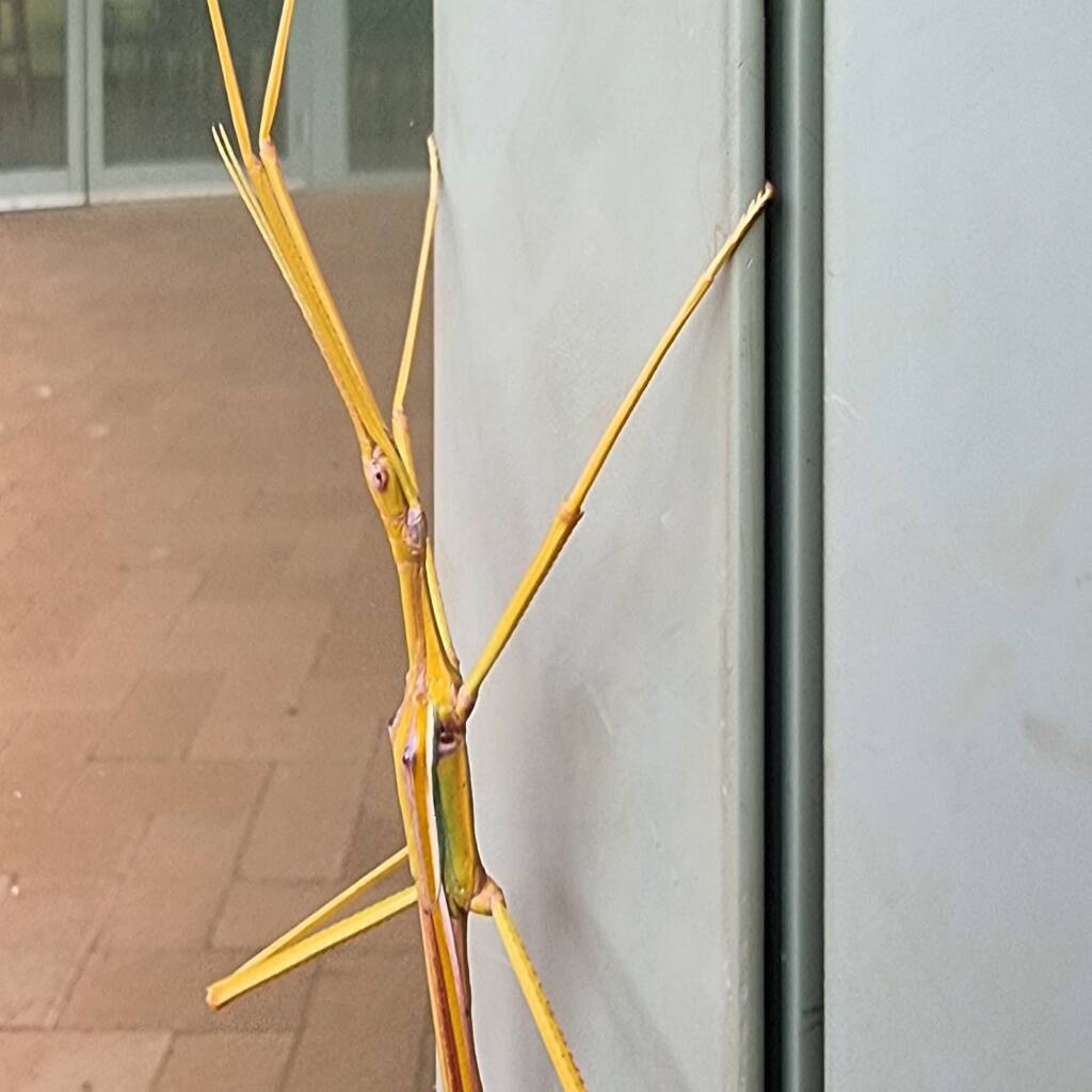 Sjöstedt's Graceful Stick Insect (Tropidoderus gracilifemur), Alice Springs Desert Park NT