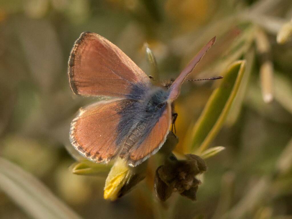 Two-spotted Line-blue Butterfly (Nacaduba biocellata), Innamincka SA © Tony Eales