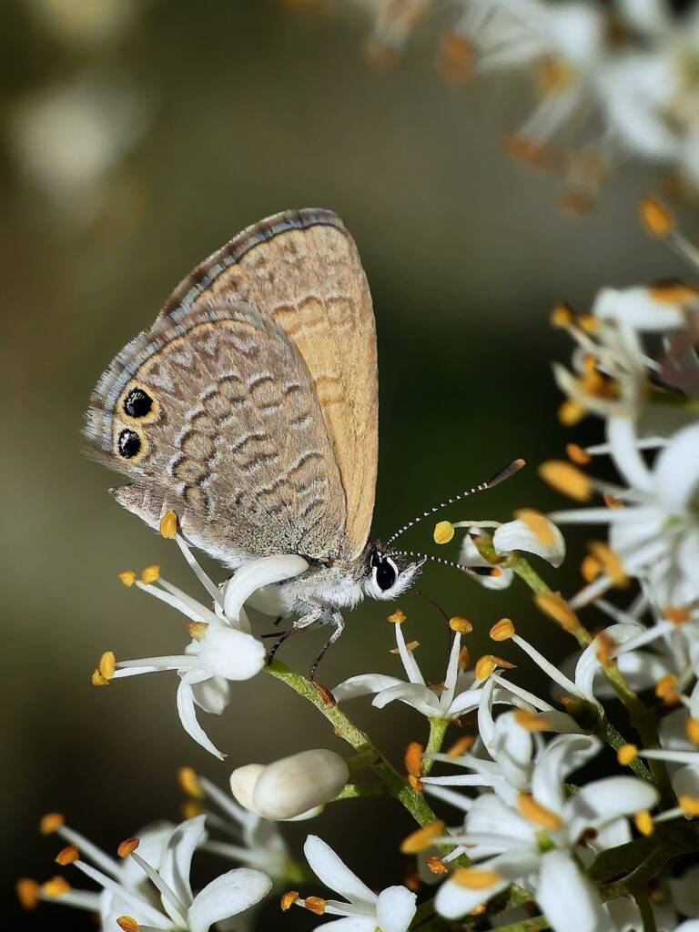 Two-spotted Line-blue Butterfly (Nacaduba biocellata), Belair SA © Marianne Broug