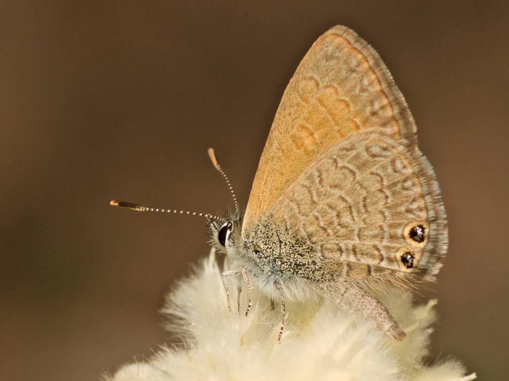 Two-spotted Line-blue Butterfly (Nacaduba biocellata), Corfield QLD © Tony Eales