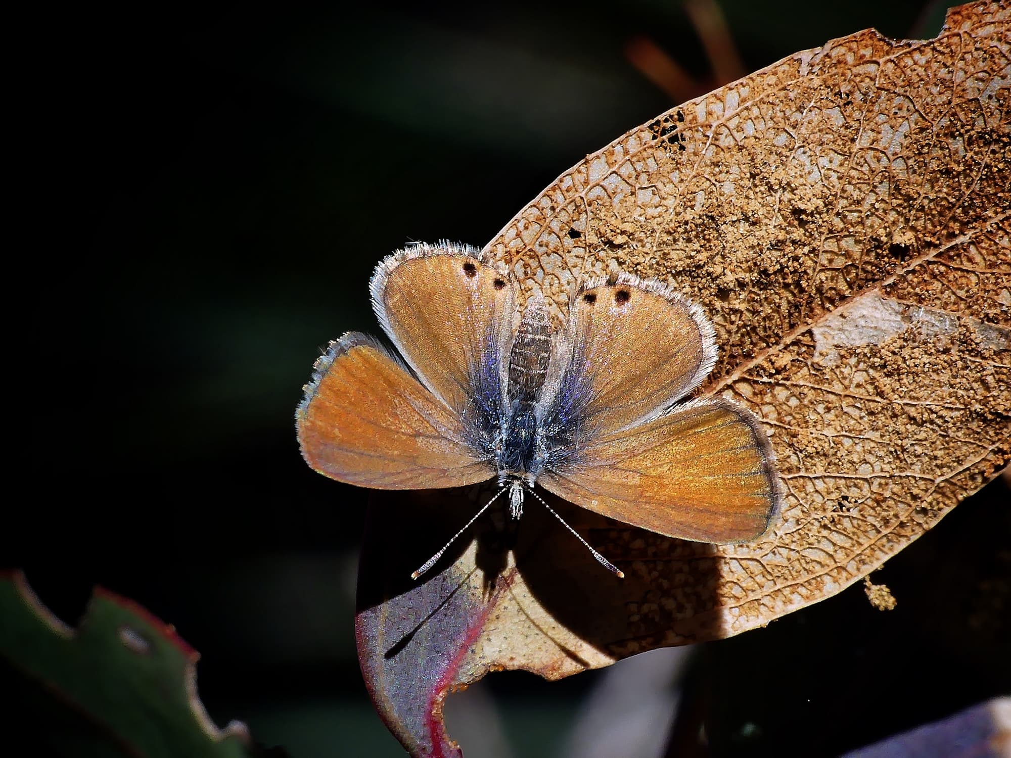 Two-spotted Line-blue Butterfly (Nacaduba biocellata), Belair SA © Marianne Broug