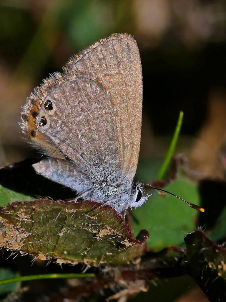 Two-spotted Line-blue Butterfly (Nacaduba biocellata), Belair SA © Marianne Broug