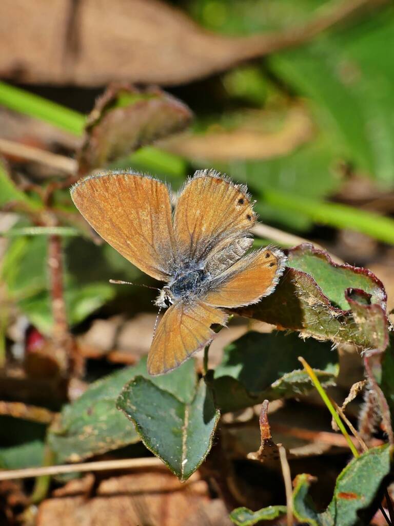 Two-spotted Line-blue Butterfly (Nacaduba biocellata), Belair SA © Marianne Broug