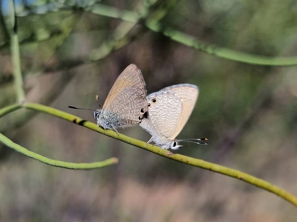 Two-spotted Line-blue Butterfly (Nacaduba biocellata) mating, Alice Springs NT