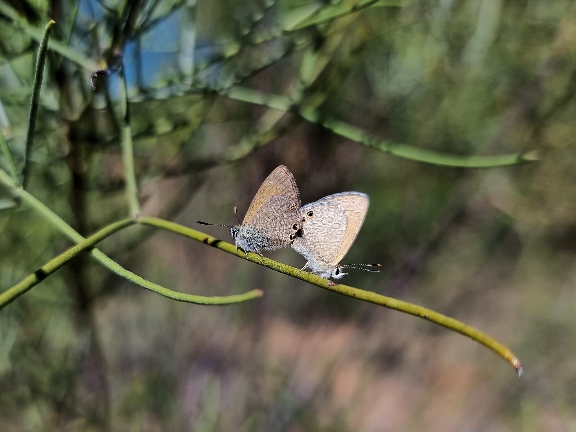 Two-spotted Line-blue Butterfly (Nacaduba biocellata) mating, Alice Springs NT