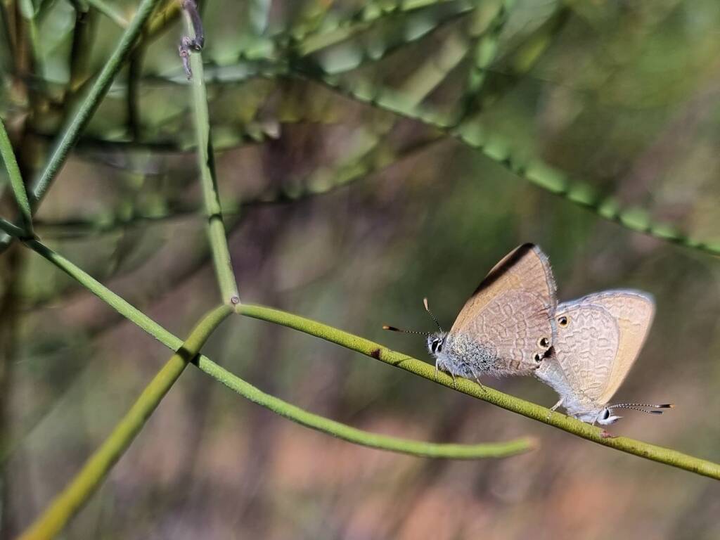 Two-spotted Line-blue Butterfly (Nacaduba biocellata) mating, Alice Springs NT