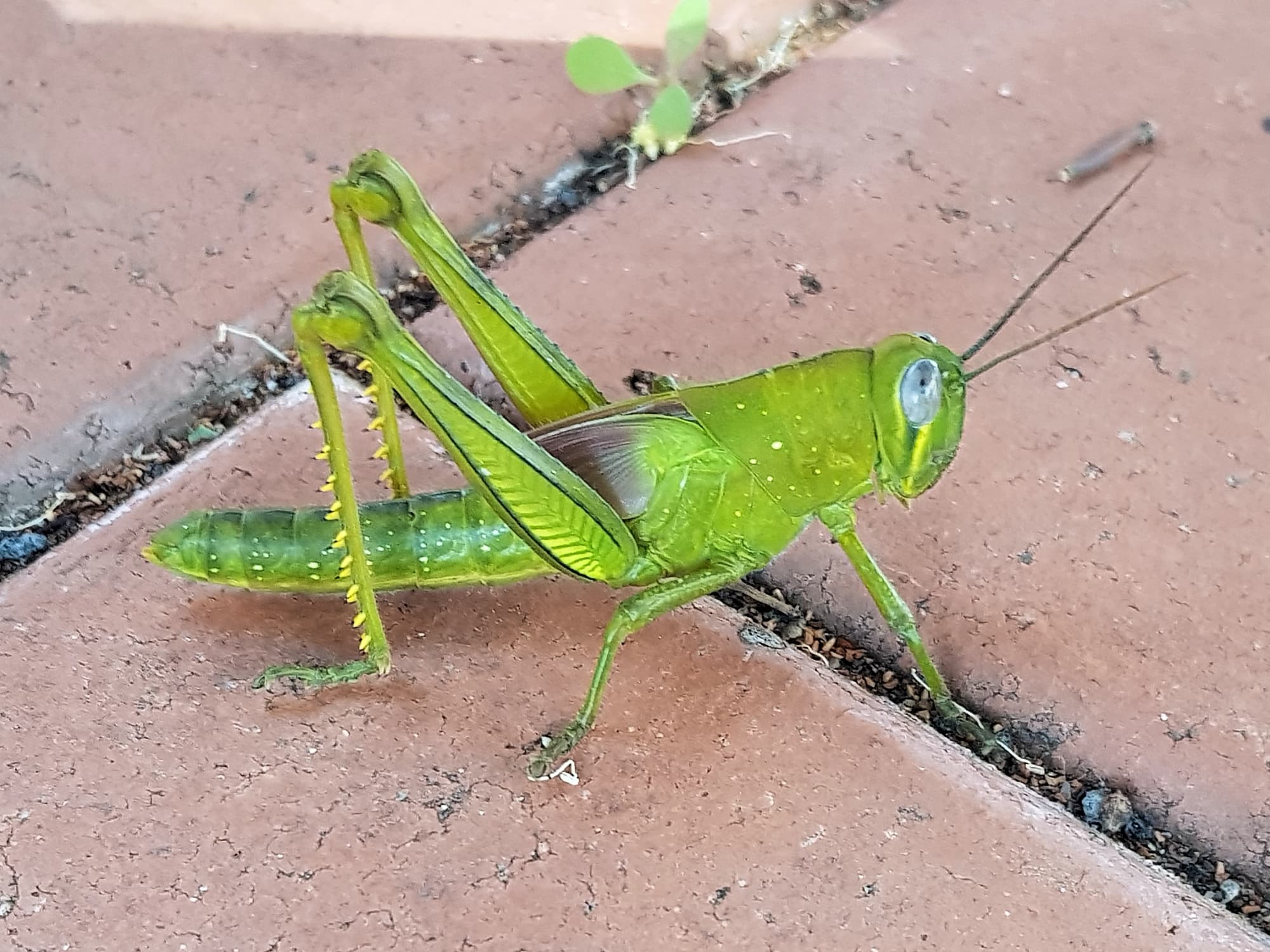 Valanga irregularis (4th stage nymph), Alice Springs NT