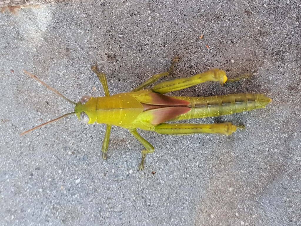 Valanga irregularis nymph, Alice Springs NT