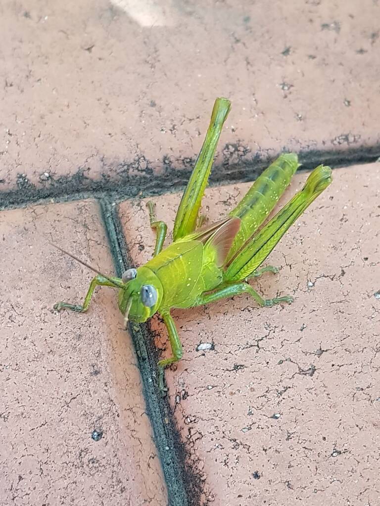 Valanga irregularis (4th stage nymph), Alice Springs NT