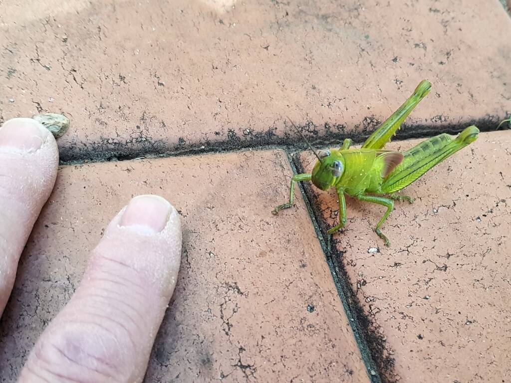 Valanga irregularis (4th stage nymph), Alice Springs NT