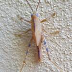 Valanga irregularis after a moult (possible trauma to the eyes), Alice Springs NT