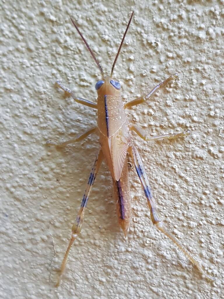 Valanga irregularis after a moult (possible trauma to the eyes), Alice Springs NT