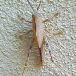 Valanga irregularis after a moult (possible trauma to the eyes), Alice Springs NT