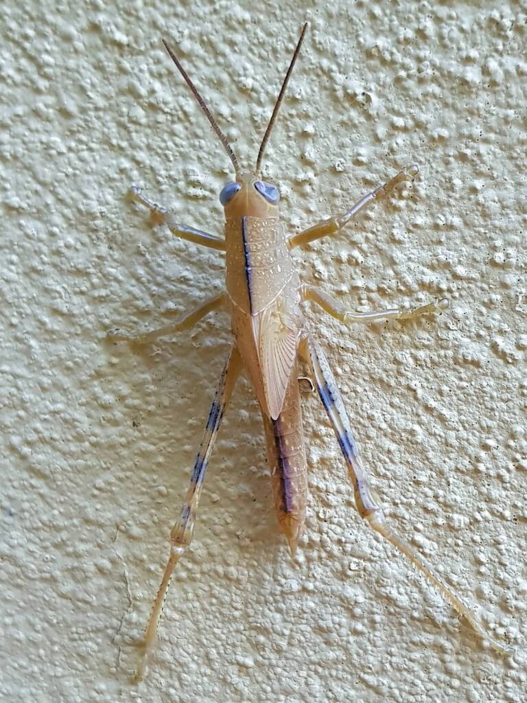 Valanga irregularis after a moult (possible trauma to the eyes), Alice Springs NT