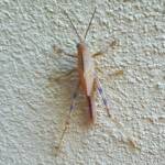 Valanga irregularis after a moult (possible trauma to the eyes), Alice Springs NT