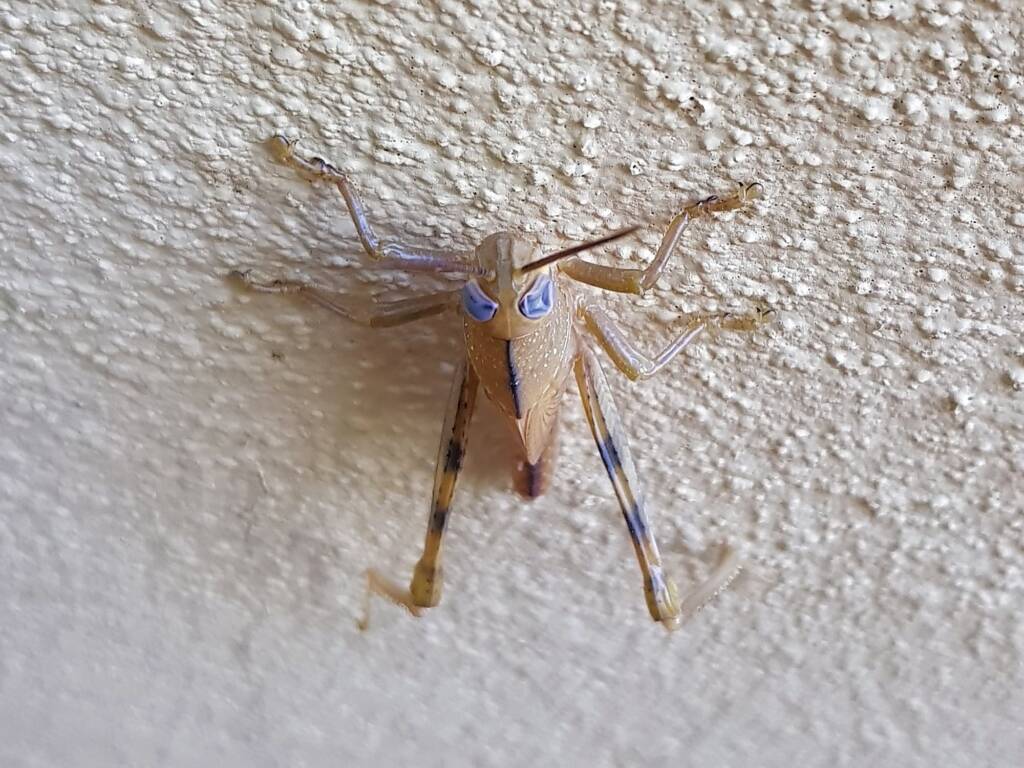 Valanga irregularis after a moult (possible trauma to the eyes), Alice Springs NT