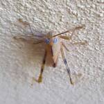 Valanga irregularis after a moult (possible trauma to the eyes), Alice Springs NT