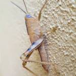 Valanga irregularis after a moult (possible trauma to the eyes), Alice Springs NT