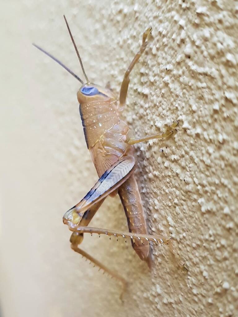 Valanga irregularis after a moult (possible trauma to the eyes), Alice Springs NT