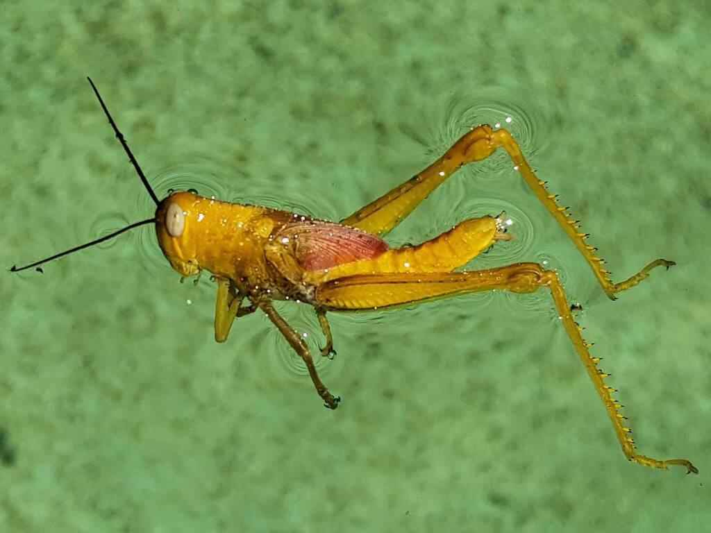 Valanga irregularis (grasshopper / subadult), Alice Springs NT