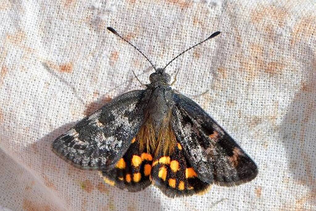 Synemon Sunmoth, Badgingarra National Park WA © Jean and Fred Hort