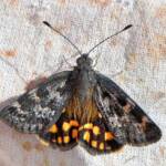Synemon Sunmoth, Badgingarra National Park WA © Jean and Fred Hort