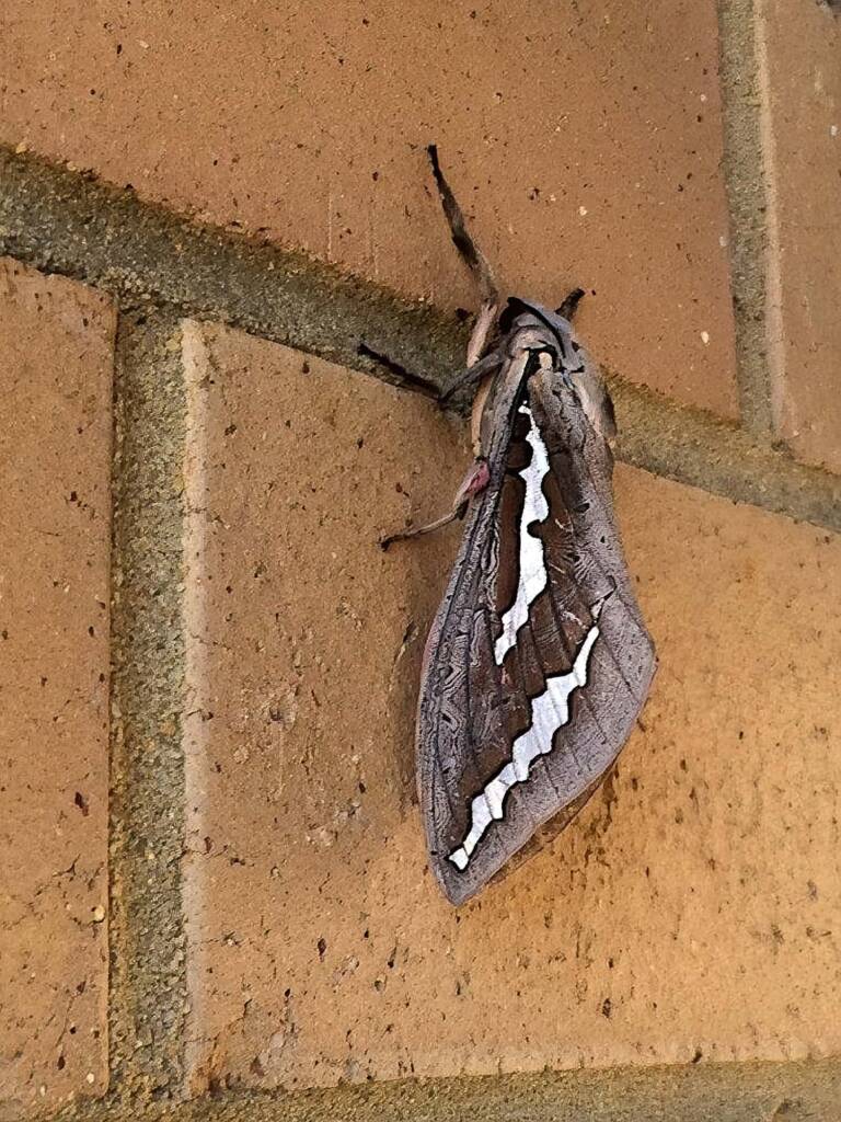 Abantiades hydrographus, Rossmoyne WA © Jean and Fred Hort