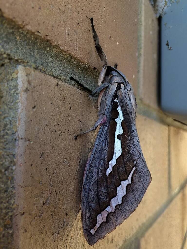 Abantiades hydrographus, Rossmoyne WA © Jean and Fred Hort