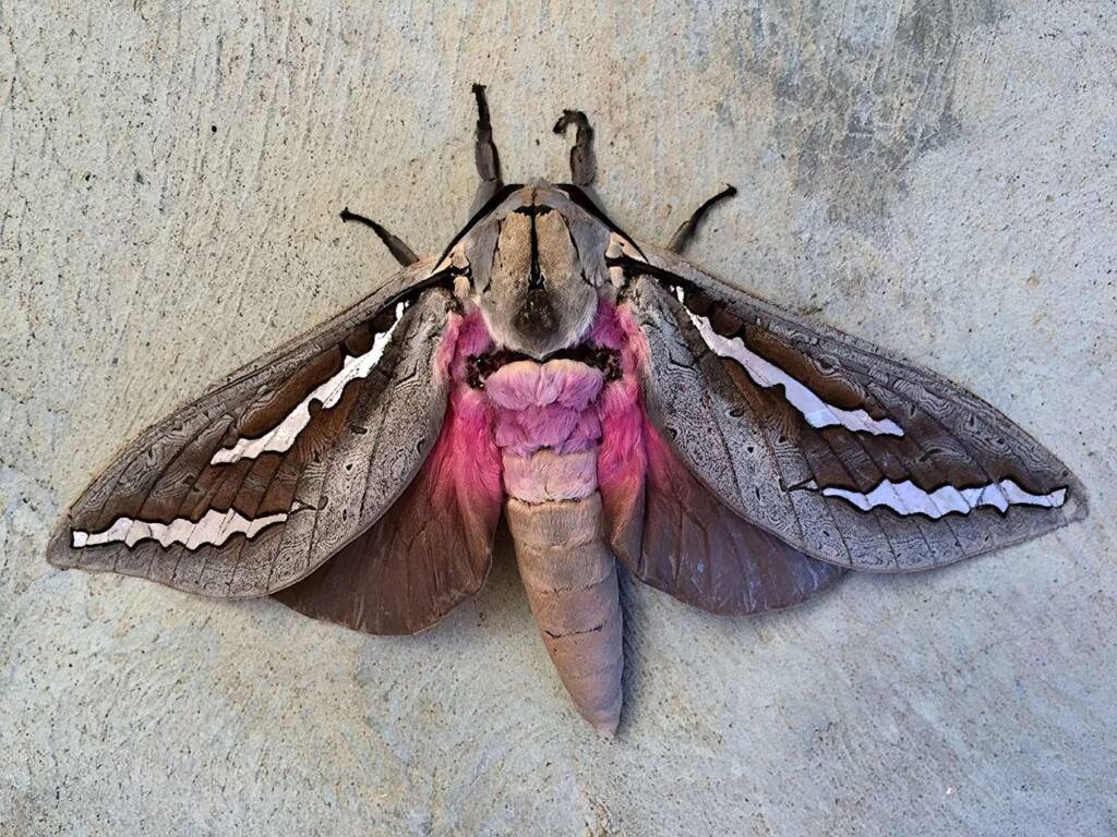 Abantiades hydrographus, Rossmoyne WA © Jean and Fred Hort