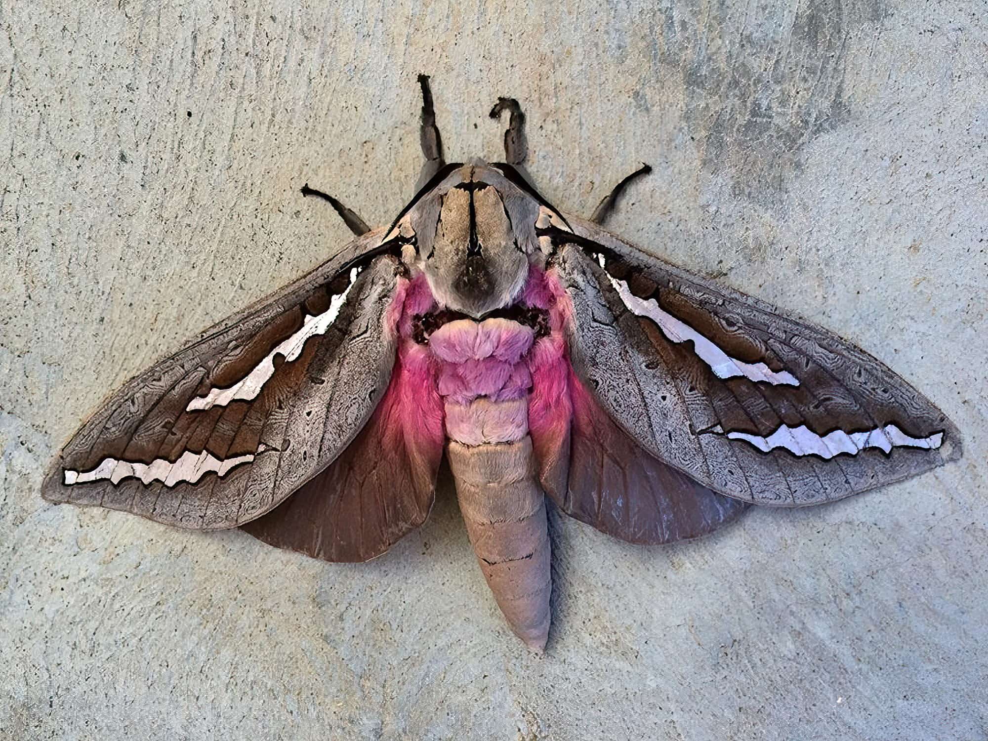 Abantiades hydrographus, Rossmoyne WA © Jean and Fred Hort