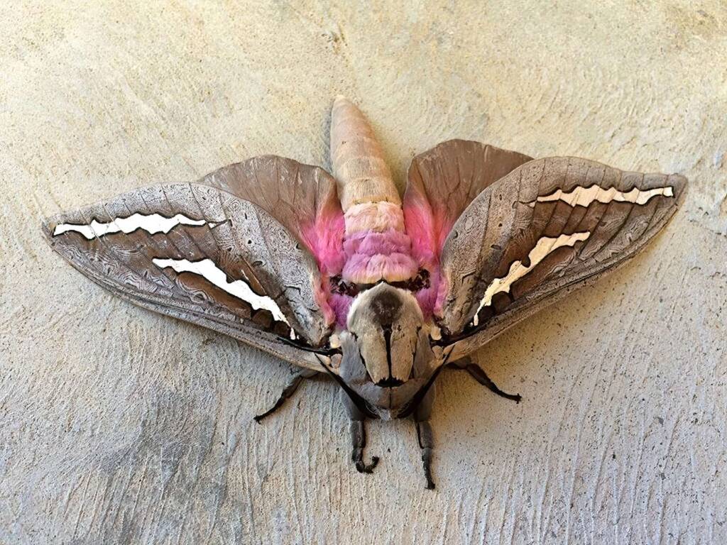Abantiades hydrographus, Rossmoyne WA © Jean and Fred Hort